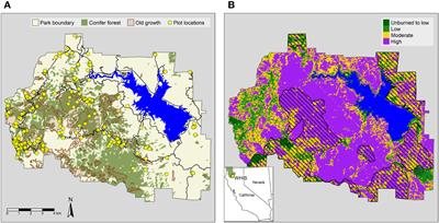 Spatially explicit models of seed availability improve predictions of conifer regeneration following the 2018 Carr Fire in northern California
